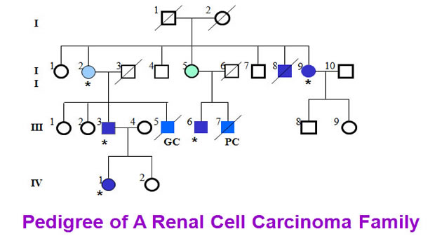 Pedigree of a 1q-3q translocation family
